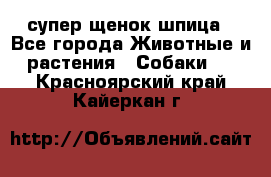 супер щенок шпица - Все города Животные и растения » Собаки   . Красноярский край,Кайеркан г.